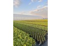Gospodarstwo Ogrodnicze Global Plants